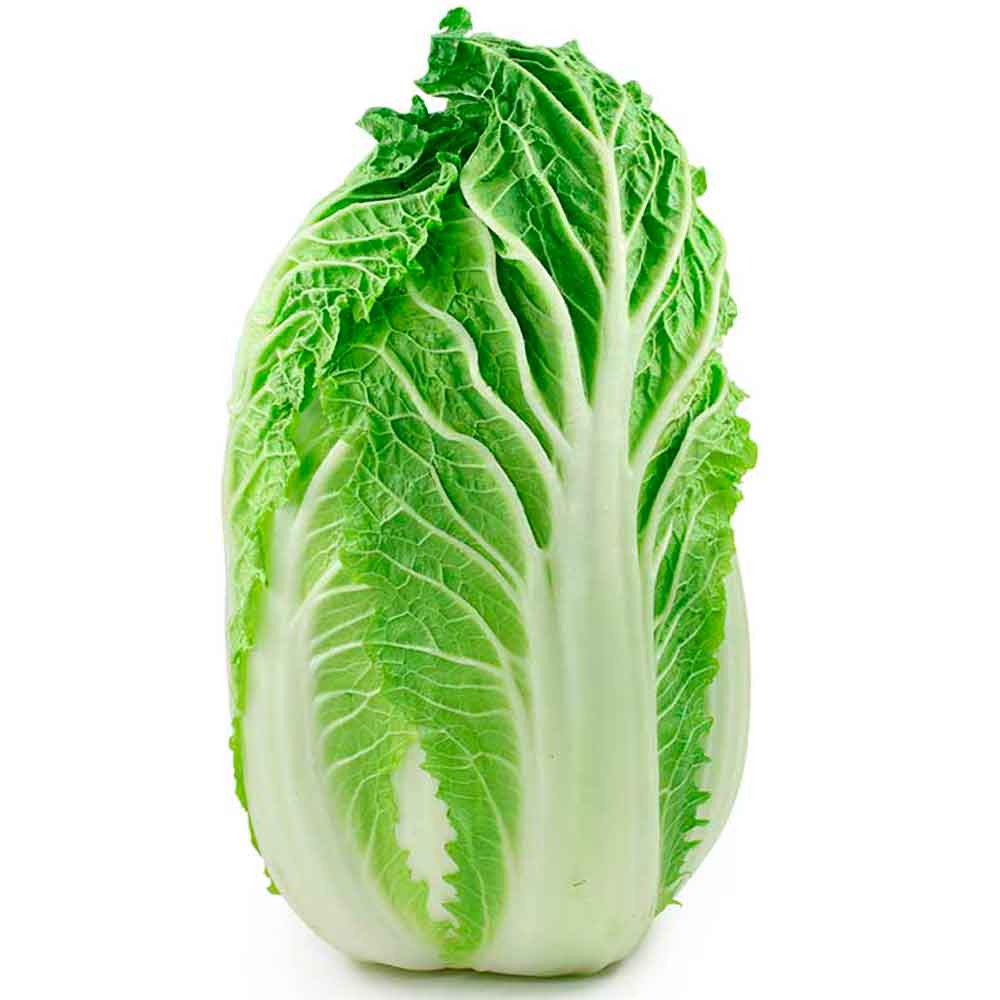 Lechuga Colchina