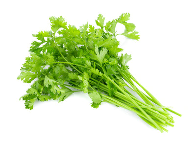 Cilantro