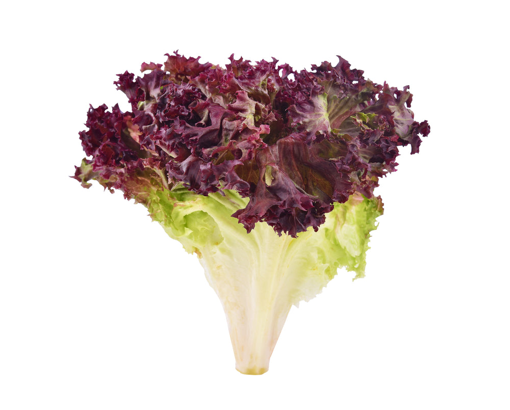 Lechuga Crespa Morada